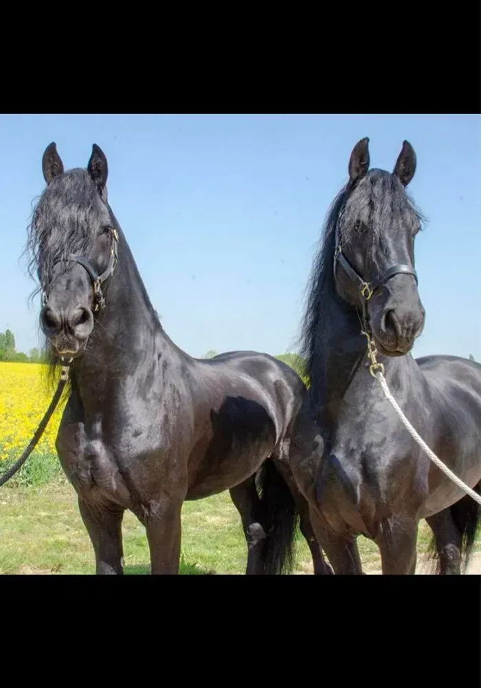 Two black horses are standing next to each other in a field.