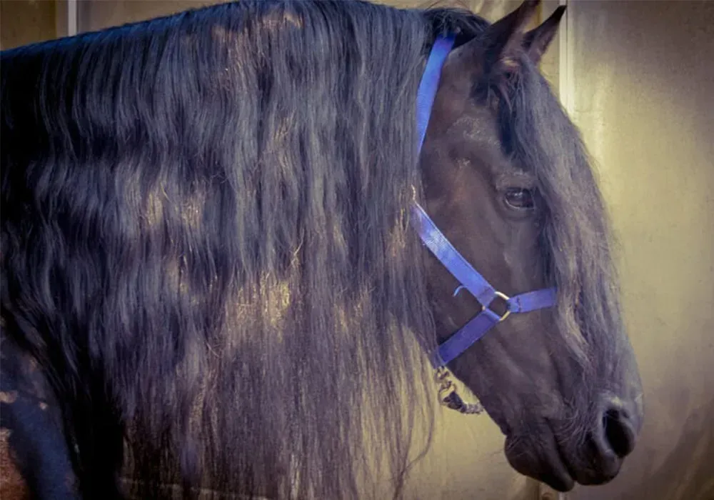 A black horse with a blue bridle on