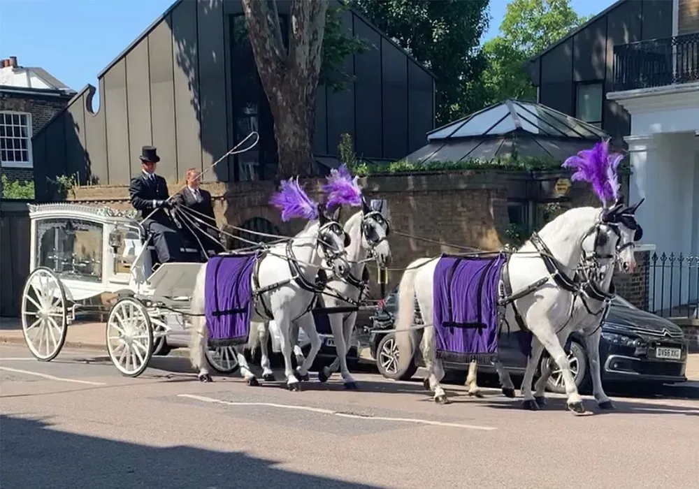 A horse drawn carriage with purple feathers is driving down a street.