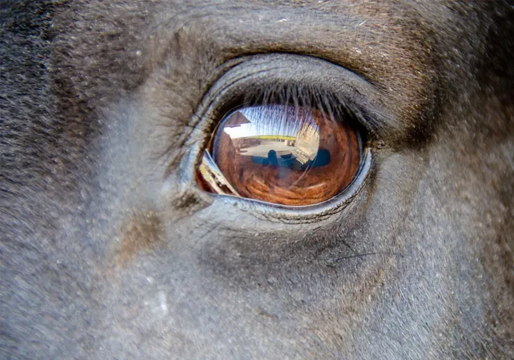 A close up of a horse 's brown eye
