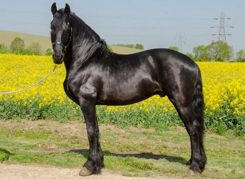 A black horse is standing in a field of yellow flowers