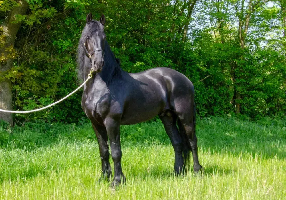 A black horse is tied to a rope in a grassy field