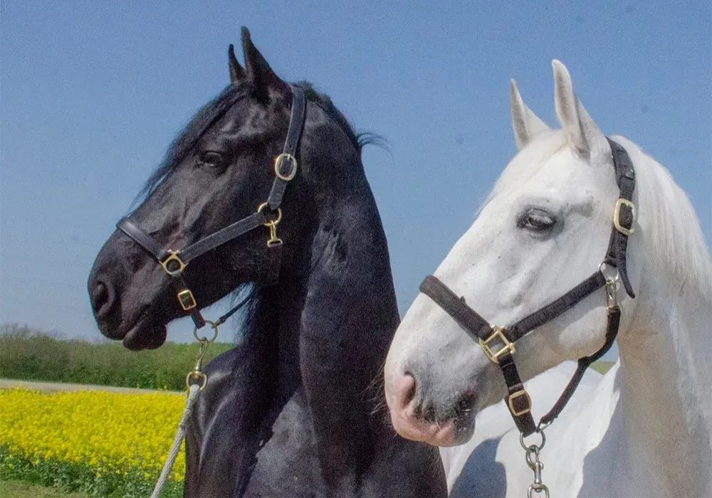 A black horse and a white horse are standing next to each other