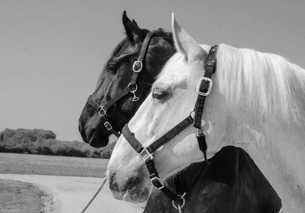 A black and white photo of two horses standing next to each other