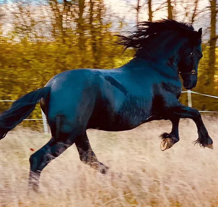 A black horse with a long mane is running in a field.