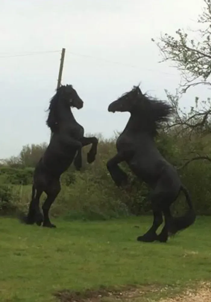 Two black horses are standing on their hind legs in a field.
