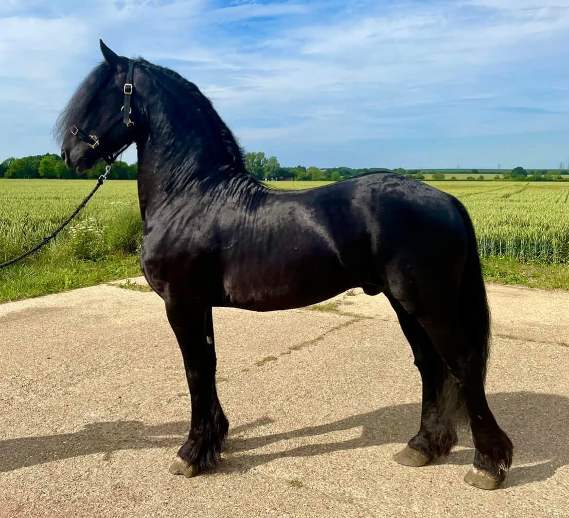 A black horse is standing on a dirt road in front of a field