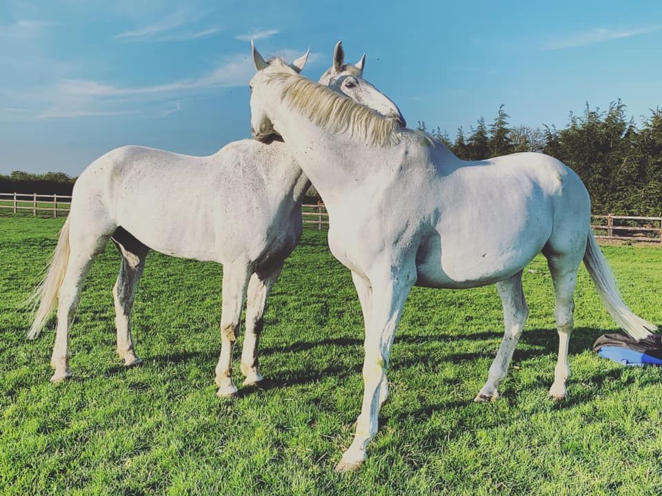 Two white horses standing next to each other in a grassy field