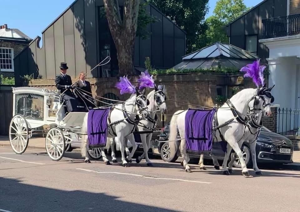 A horse drawn carriage with purple feathers is driving down a street.