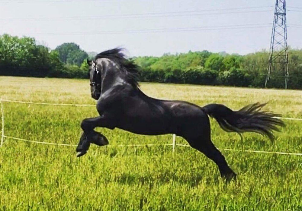 A black horse is running through a grassy field