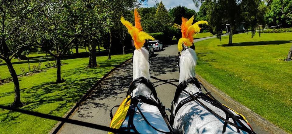 A horse drawn carriage going down a path in a park