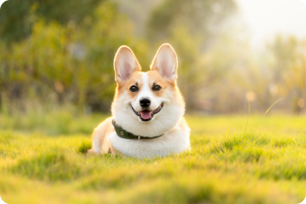 Happy corgi dog lying in green grass with sunlight.