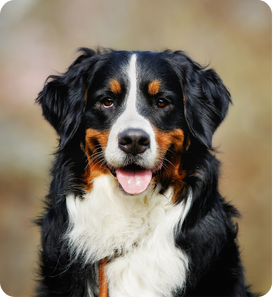 Bernese Mountain Dog with black, white, and brown fur, looking at the camera with tongue out.