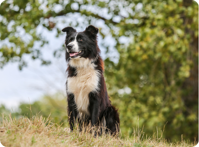 Black and white Border Collie sitting on a grassy hill, looking alert, with blurred trees in the background.