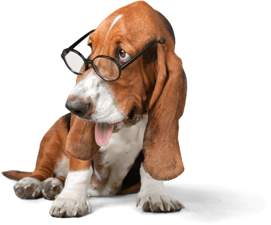 Basset hound wearing glasses, tongue out, looking thoughtful.