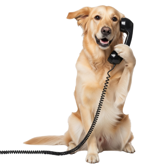 Golden retriever dog holding a telephone receiver, smiling.