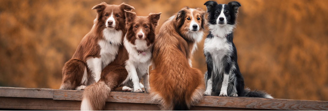 Four Border Collies sitting on a wooden ledge with autumn-colored foliage in the background.