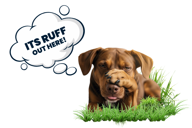 Dog with paw covering its nose, thought bubble says