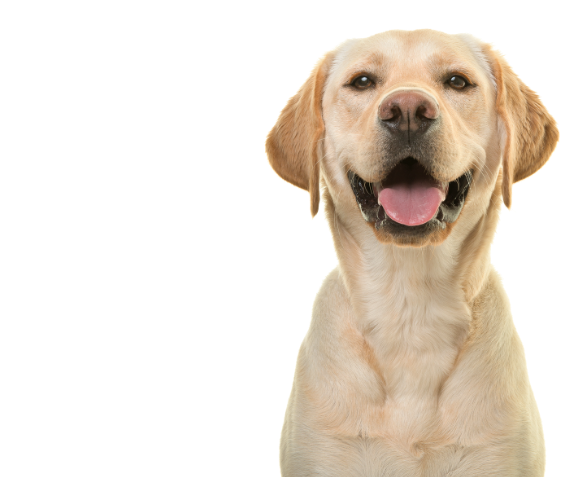 Yellow Labrador Retriever smiling, looking at camera.