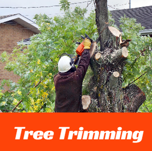 Tree worker trimming a tree branch with a chainsaw in a residential yard