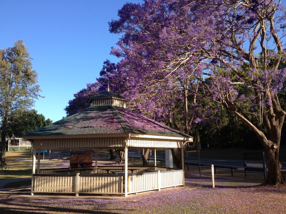 Jacaranda Tree Near Mining Museum Gympie — SC Glass & Aluminium in Gympie, QLD