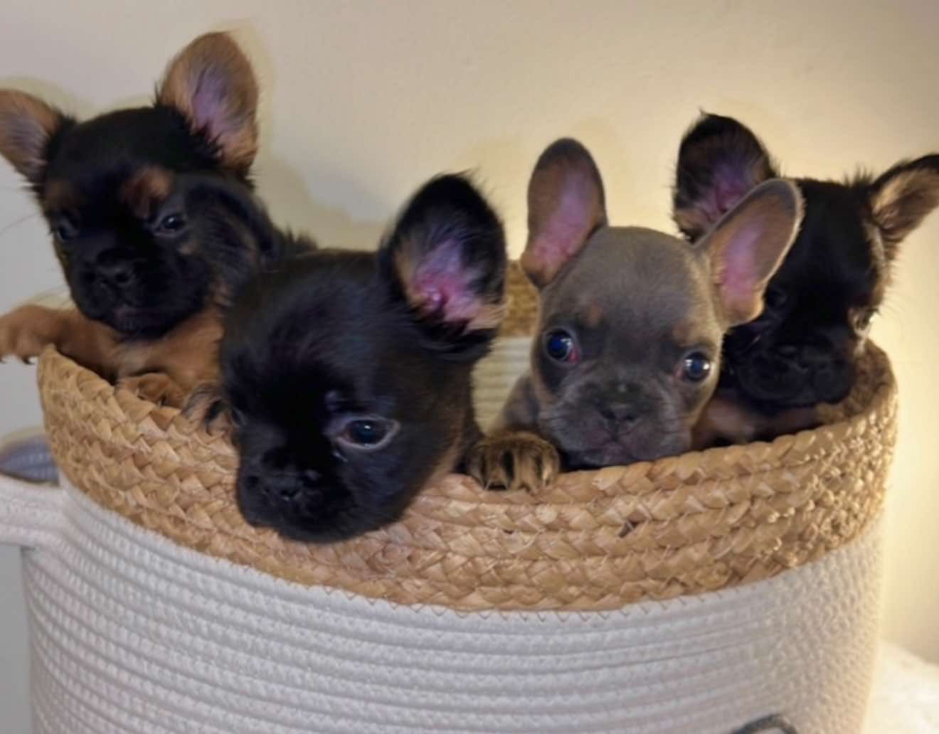 A group of puppies are sitting in a basket.
