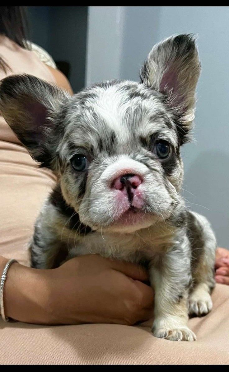 Frenchie pup