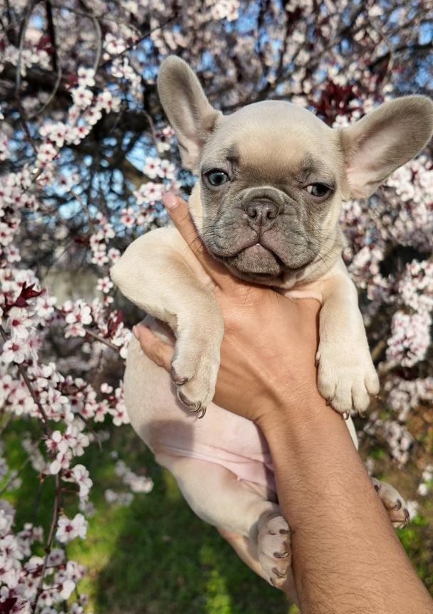 blue french bulldog