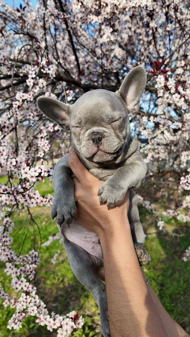 blue frenchie