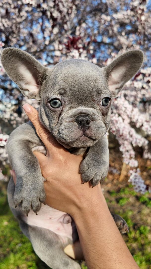 Frenchie puppy