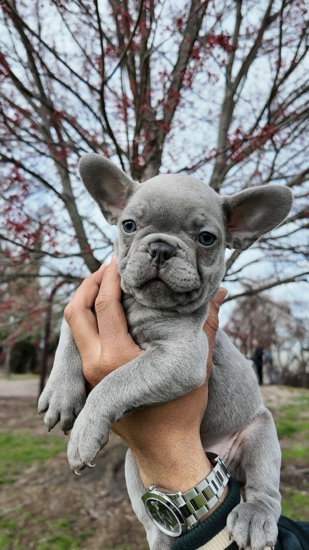 fluffy french bulldogs
