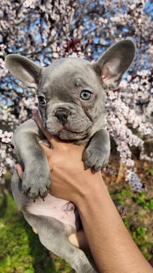 adopt a french bulldog