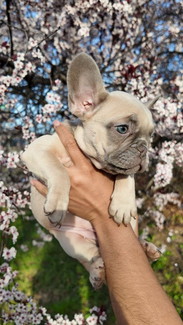 blue fawn french bulldog