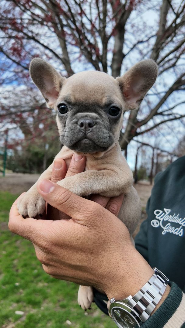 adopt a french bulldog
