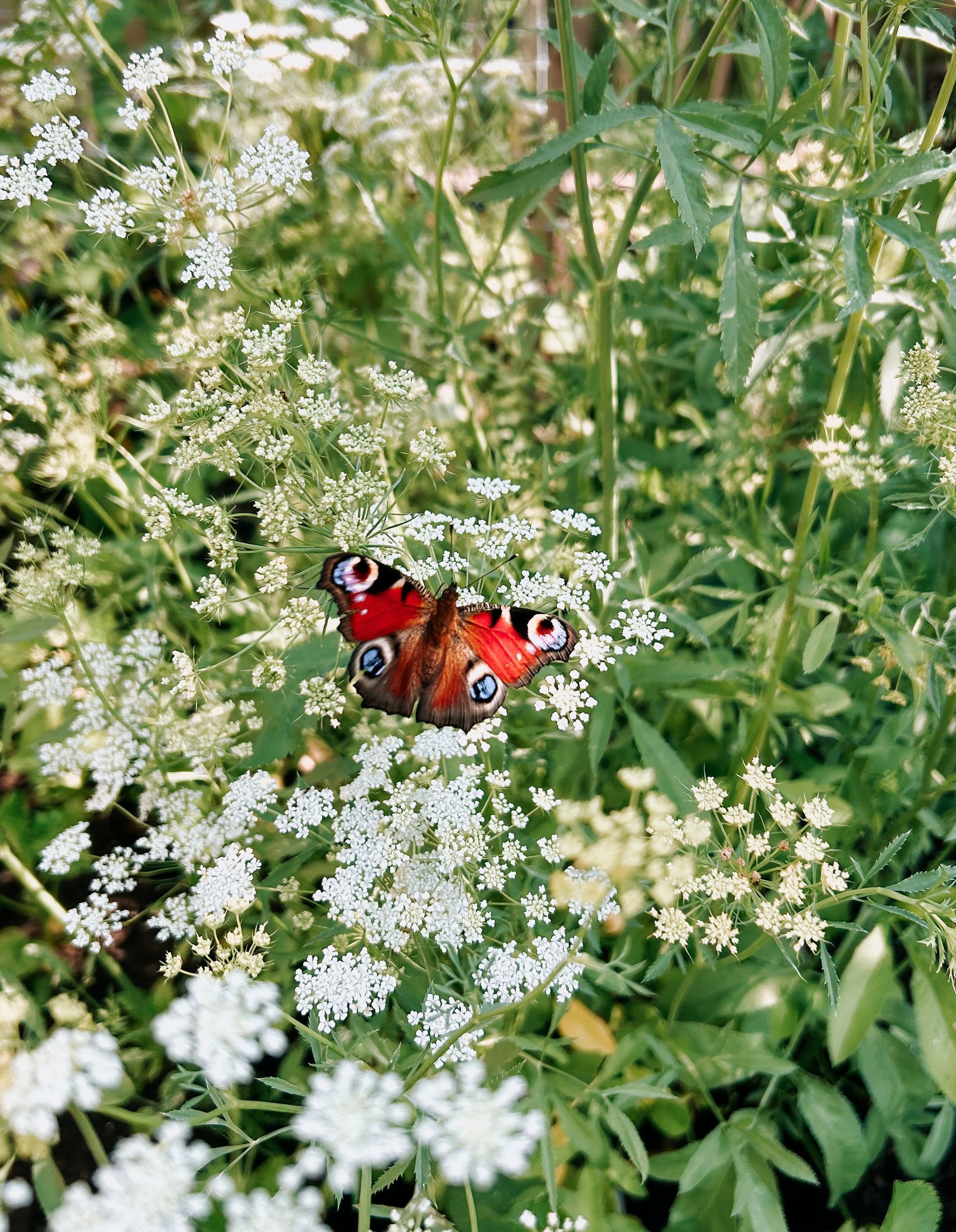 Studio FemFleur | Hengelo Gelderland | Achterhoek | Bloemstukken op maat | Workshops Bloemschikken & Pluktuinieren