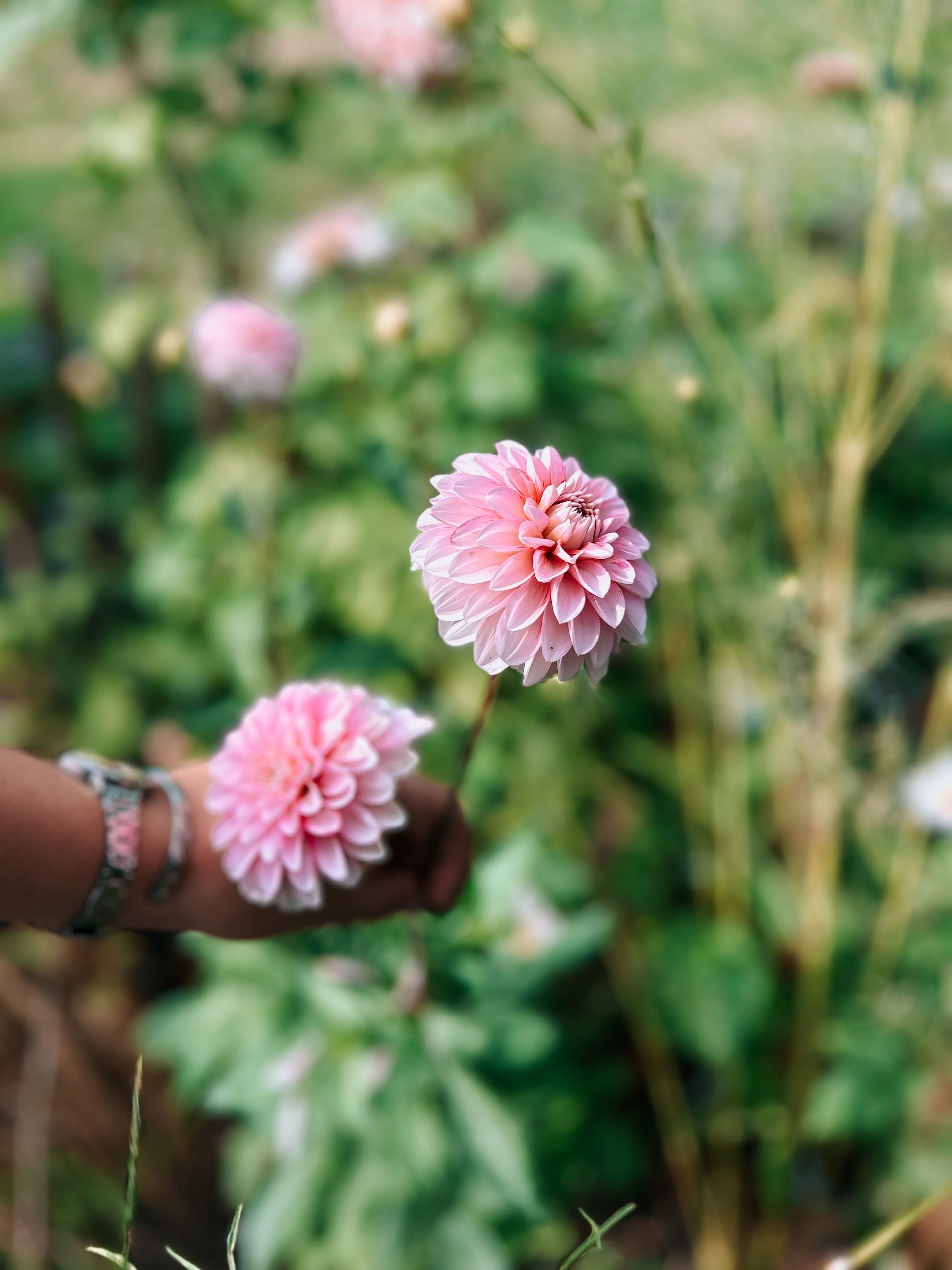 Studio FemFleur | Hengelo Gelderland | Achterhoek | Workshops Bloemschikken & Pluktuinieren | Flower Art