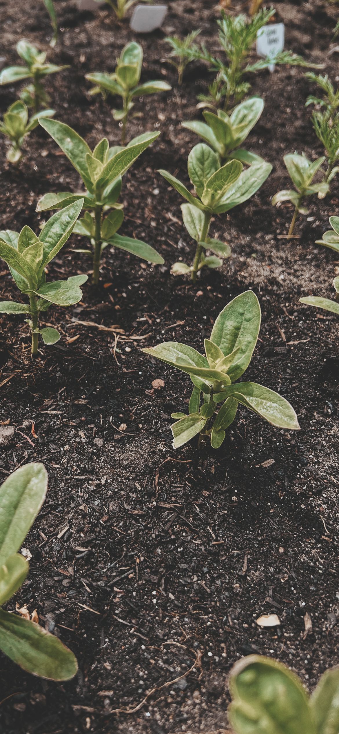 Workshops Bloemschikken & Pluktuinieren |Studio FemFleur | Hengelo Gelderland | Achterhoek | Bloemstukken op maat
