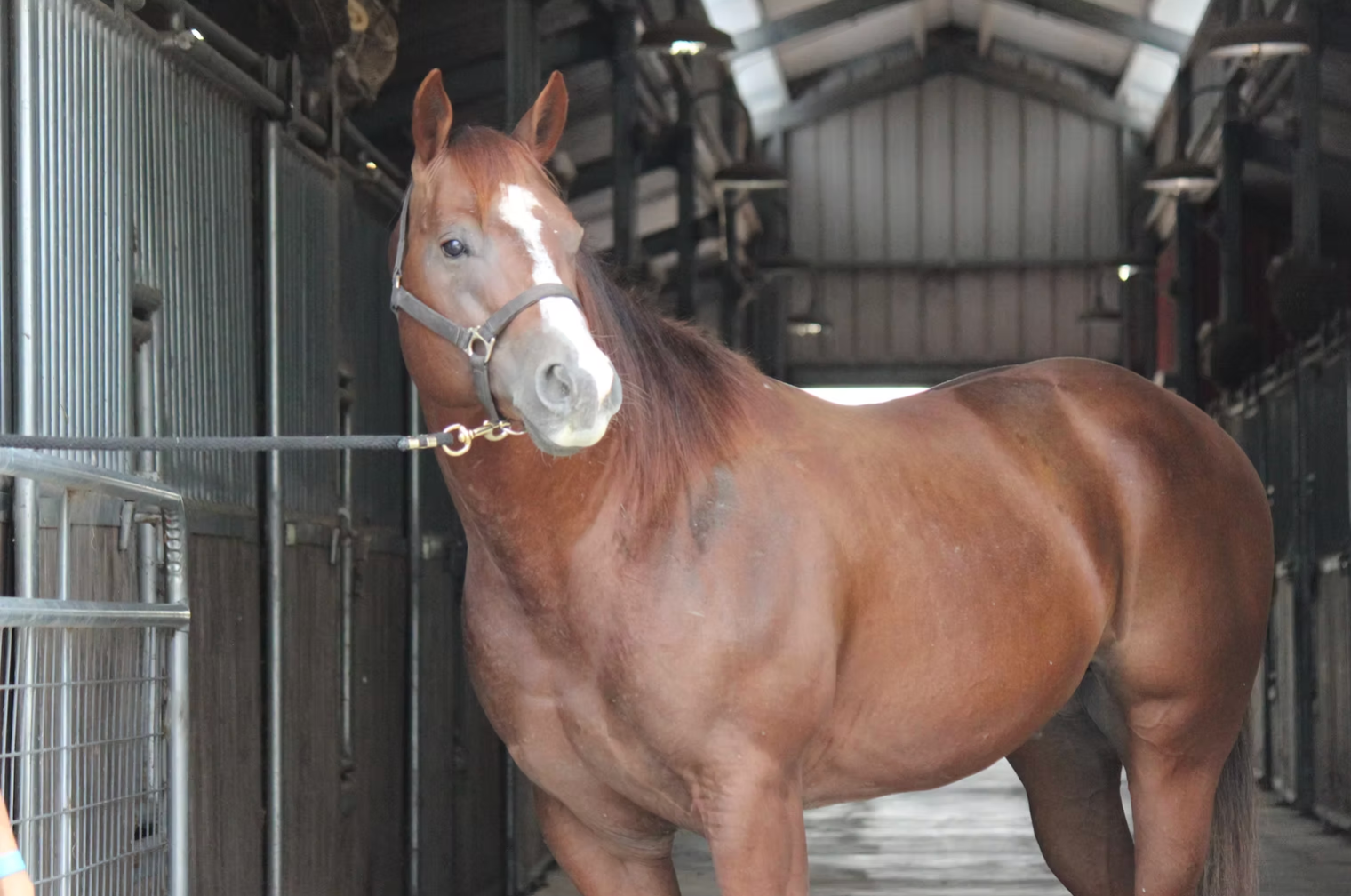 Sorrel Stallion in Texas