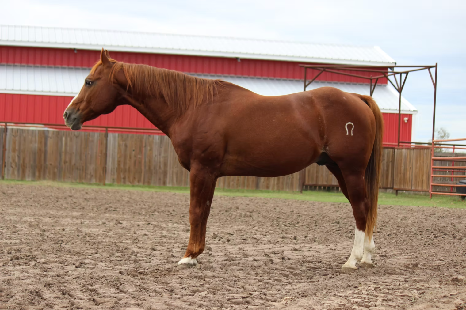 Sorrel Stallion in Texas
