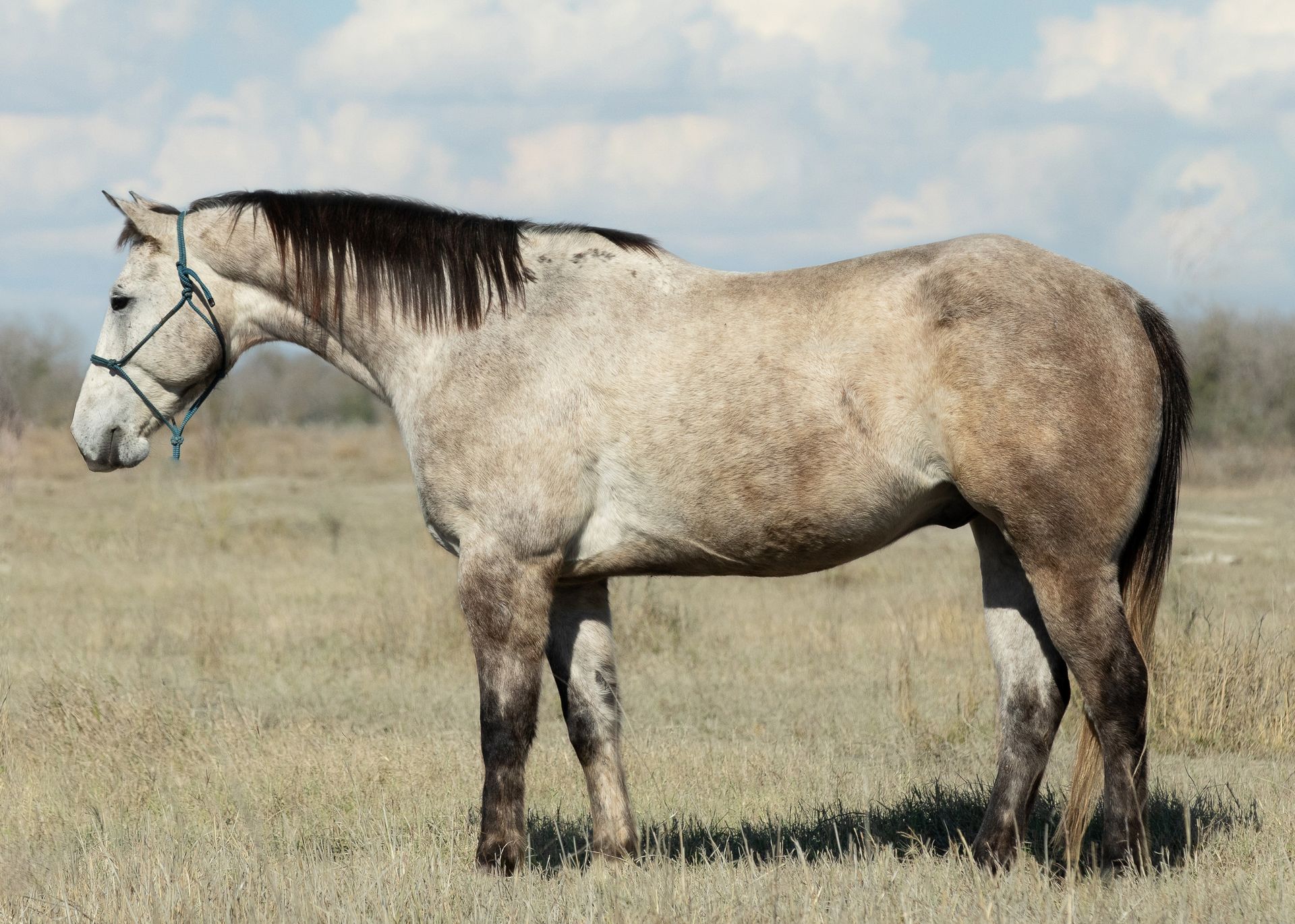 Red Dun Gelding Horse for Sale Photo