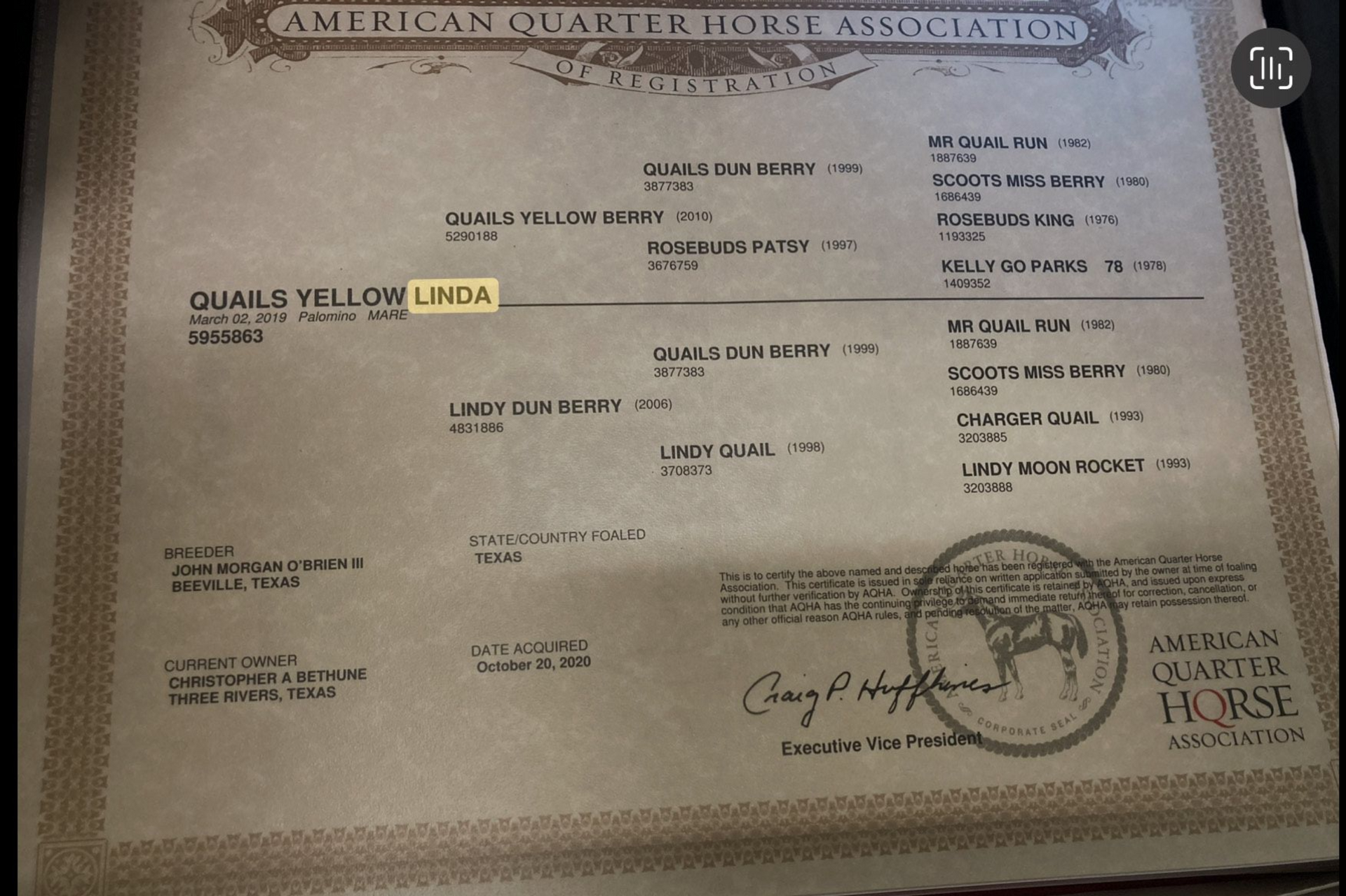 Lineage for Red Dun Gelding Horse in Texas