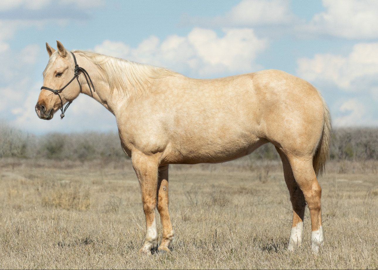 Palomino Mare Texas Sale Horse Photo