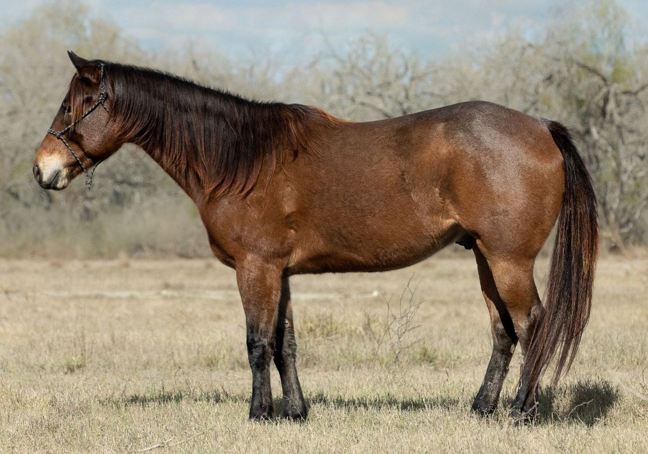 Bay Roan Gelding For Sale Photo