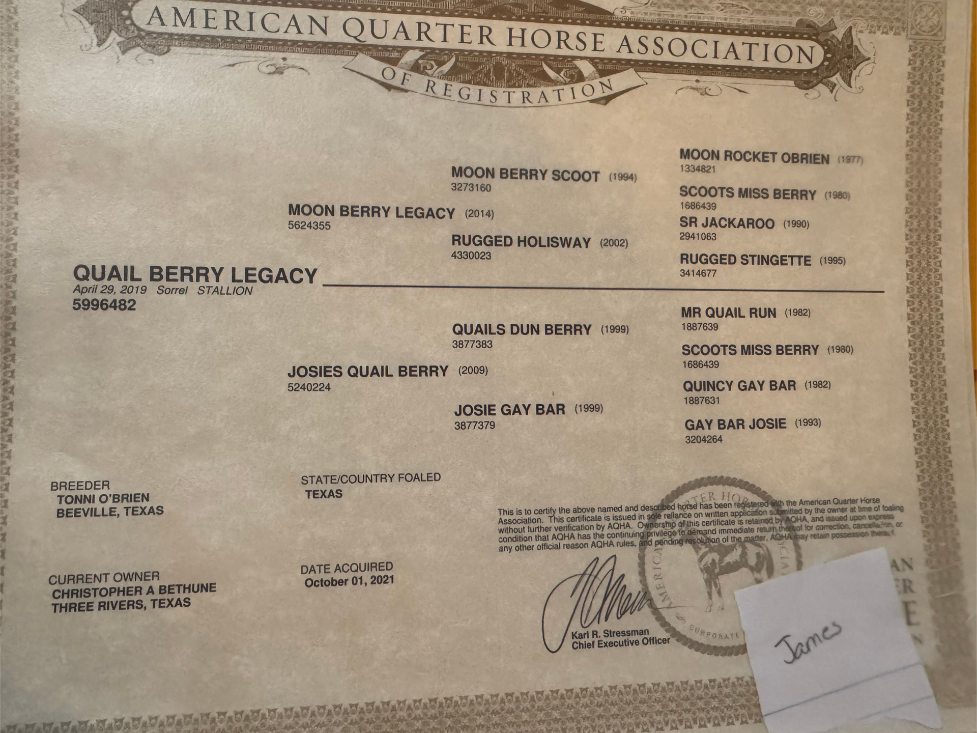 Lineage for 2019 Sorrel Stallion Horse in Texas