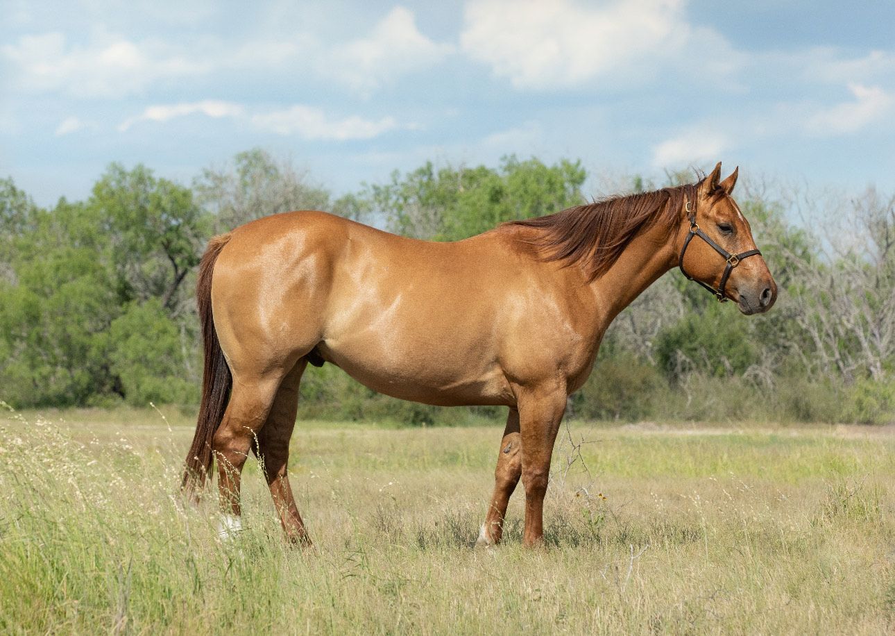 Dun Gelding For Sale Photo
