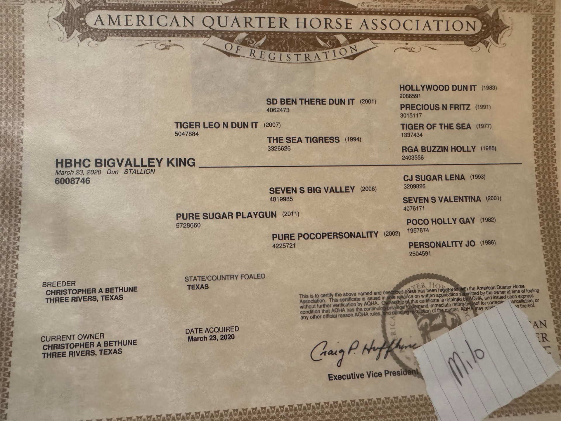 Lineage for 2020 Dun Gelding Horse in Texas