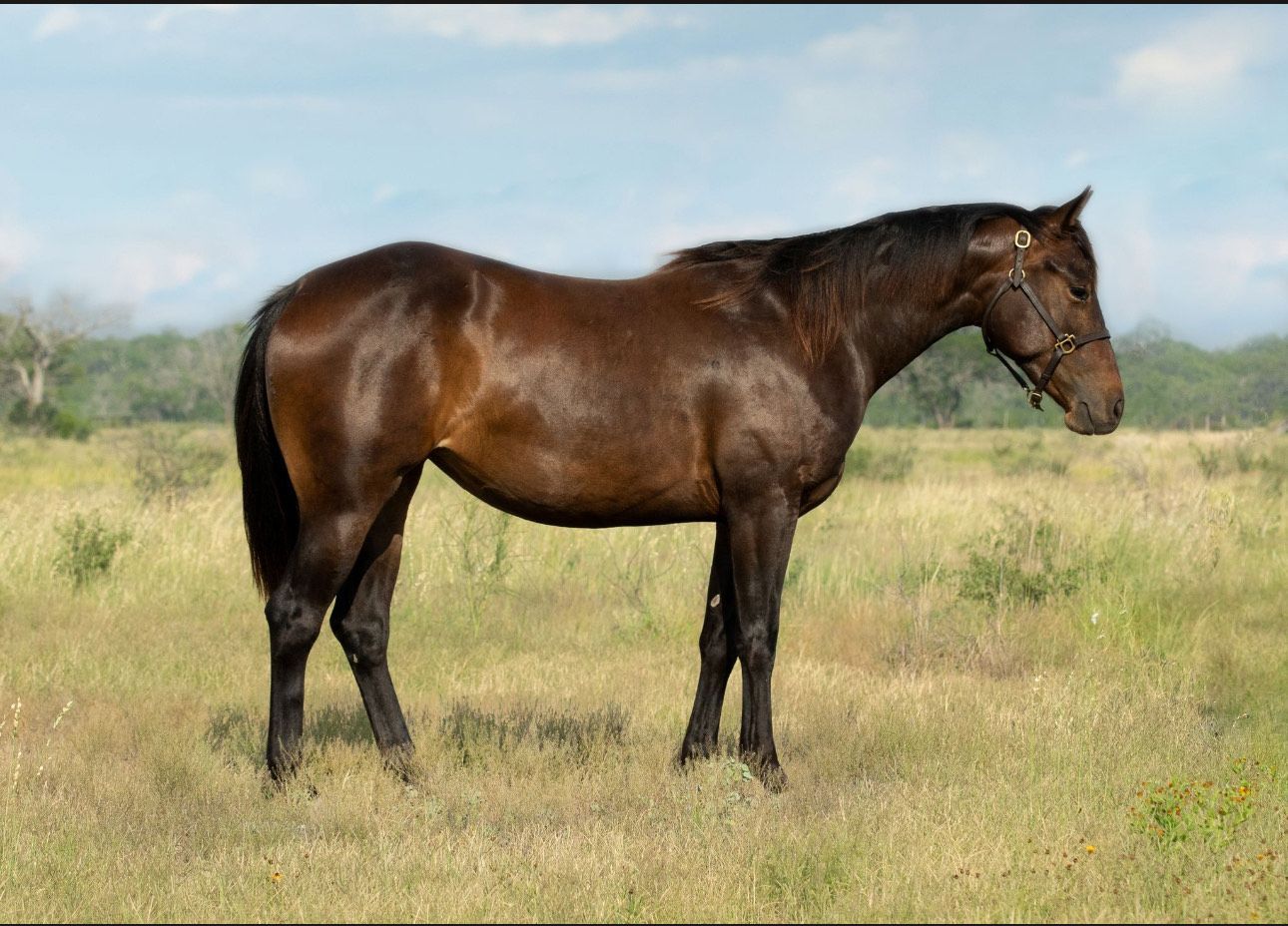 Brown Filly for sale photo