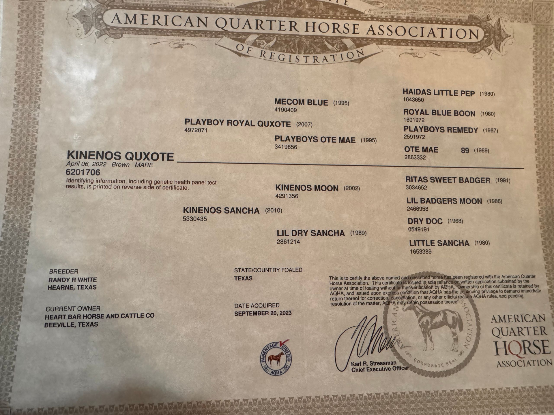 Lineage for 2022 Brown Filly Horse in Texas