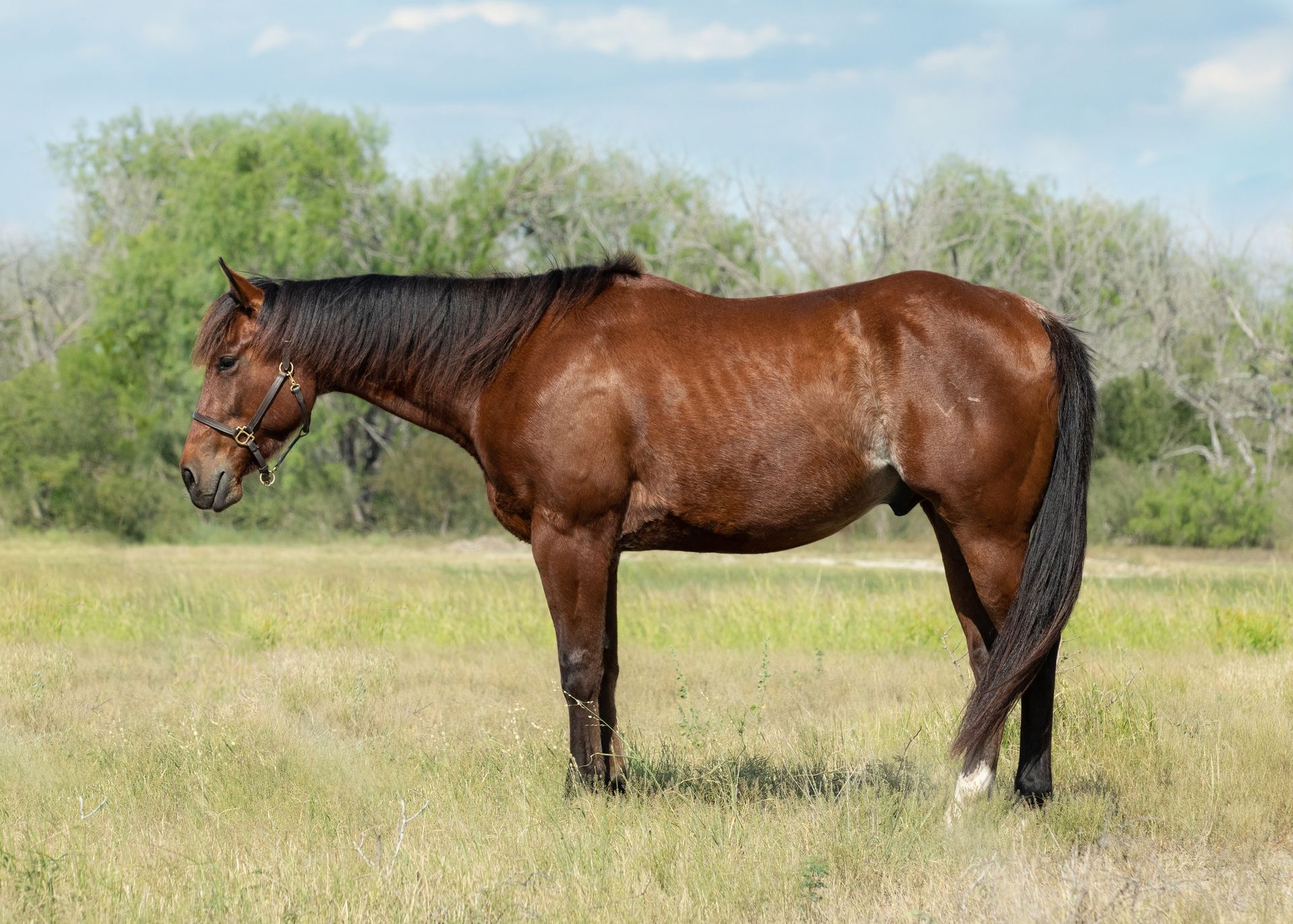 Sorrel Mare for Sale Photo in Texas