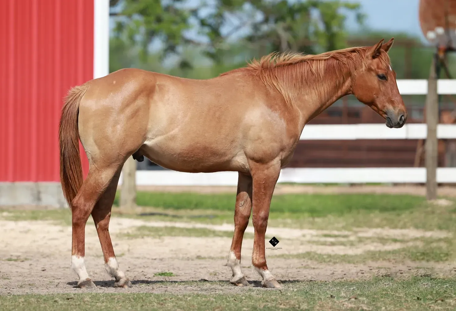 Red Dun Gelding Horse in Texas Photo
